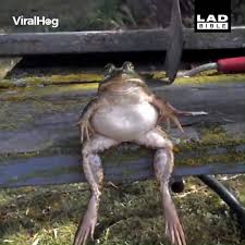 Ladbible Frog Sat On Bench Facebook