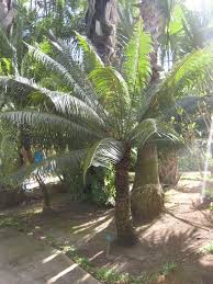 Image result for Cycas thouarsii