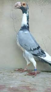 Look through examples of burung merpati translation in sentences, listen to pronunciation and learn grammar. 36 Ide English Carrier Merpati Burung Gambar Burung
