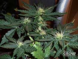 Lowryder is a hybrid strain that was inbred for nine generations by joint doctor seeds to give it a lowryder's small size comes from a species of cannabis ruderalis crossed with northern lights #2. Lowryder Lowryder 2 Autoflowering Feminized Seeds