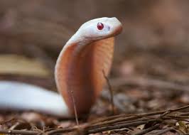 Sonhar que tropeça, cai, perde dente ou engravida: qual o significado dos  sonhos mais comuns? - Mulher