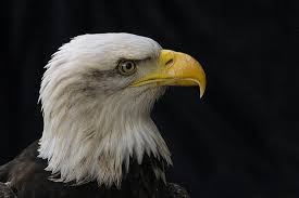 De zeearend is een imposante, zeer grote roofvogel. Amerikaanse Zeearend Picture Of Falconcrest Roofvogelpark Eindhoven Tripadvisor