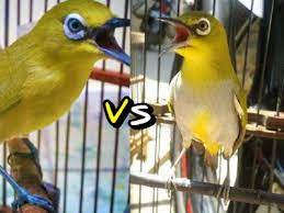 Sampai saat ini harga burung pleci termahal tidak mencapai angka jutaan. Perbandingan Mencolok Pleci Dada Kuning Dakun Dan Pleci Dada Putih Daput Sangkarlapis