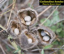 Image result for Guilandina bonduc