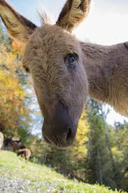 Image result for sleeping moose