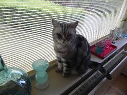 9,889 likes · 417 talking about this · 1 was here. Kostenloses British Shorthair Silver Tabby 9 Photos Freeimages Com