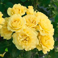 Ainbows, flowers and fantasies inc. Buy Rainbow Of Roses Collection At Spring Hill Nursery