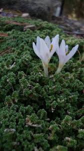 Image result for Swertia tetrandra