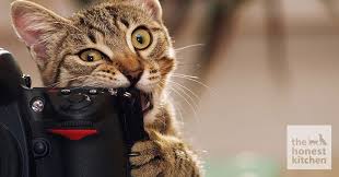 Image result for Pica