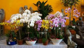 Maybe you would like to learn more about one of these? About Us Numa S Florist Wantagh Ny