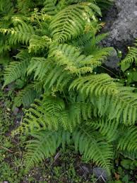 Image result for Pteridium aquilinum