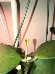 No one can resist a cute plant, especially when it is so easy to grow, to care for, and to propagate! New Hoya Kerrii Growth Turning Yellow Plantclinic