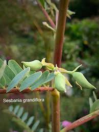Image result for Sesbania macrantha