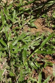 Image result for Axonopus