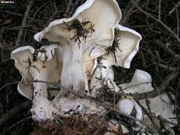 Image result for Clitocybe multiceps