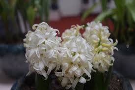 pin by a m b e r 水水on 花flower plants