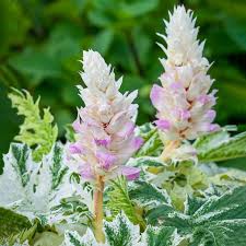 Image result for Acanthus