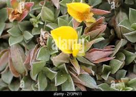 Image result for Lotononis laxa