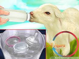 How To Bottle Feed A Baby Lamb 13 Steps With Pictures