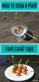 Pin On Gardening