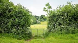 Cutting hedges requires the ladder to be placed on the garden surface, which is almost always soft ladders for hedge cutting always have greater adjustable height than conventional ladders, making. Hedges Vital For Wildlife