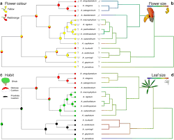 Image result for Argyrolobium macrophyllum