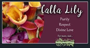 Calla Lily Meaning Symbolism Flower Meanings
