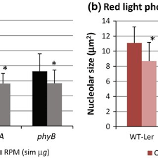 Growth and photosynthetic responses of wheat plants grown in space. Pdf The Combined Effects Of Real Or Simulated Microgravity And Red Light Photoactivation On Plant Root Meristematic Cells