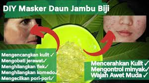 Informasi di video ini adalah untuk tujuan pendidikan/edukasi dan. Cara Membuat Masker Daun Jambu Biji Untuk Jerawat Dan Flek Hitam Youtube