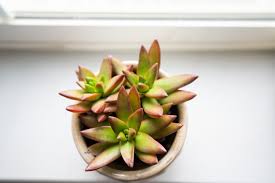 Too much light will also discourage blooming. How To Help Succulents Survive Winter Indoors