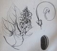 Image result for Physostigma mesoponticum