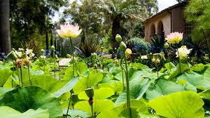 The cabrillo boulevard bike path is one of the most popular bike trails in santa barbara. Land Of Imagination Inside The Virtuoso Gardens Of Ganna Walska Lotusland The Horticult