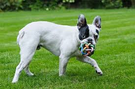 Harvey is a handsome platinum lilac. Are French Bulldogs Tails Docked Cut Off Or Born Without