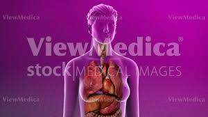 Blood vessels of the female breast. Viewmedica Stock Art Female Upper Body With Organs