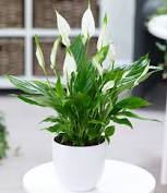 Indoor plant low light clean air. 9 99