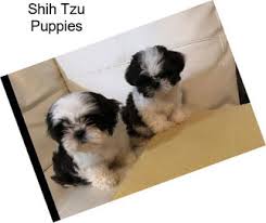 News corp is a network of leading companies in the worlds of diversified media, news, education, and information services. Shih Tzu Dogs For Sale In Columbia City Agriseek Com