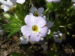 Image result for Polemoniaceae