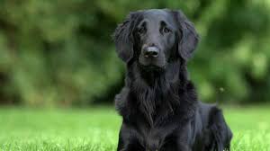 Did you know that the golden retriever is one of the. Black Golden Retrievers The Darkest Colored Golden Retriever 2021 My Golden Retriever