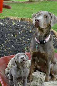 Do cinnamon chow puppies have blue eyes when they are born that turn brown as they get older? 130 Dogs Ideas Dogs Puppies Lab Puppies