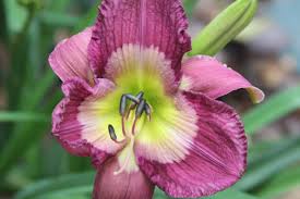 Graceful eye 26 mid 6 $1 5.00: The Daylily Parade Floweralley