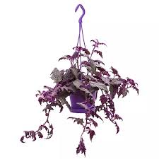 Image result for Gynura