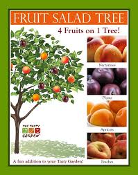 Fruit Salad Tree Google Search Omg I Want One Of These Fruit Salad Tree Grafting Fruit Trees Fruit