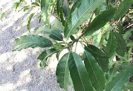 Image result for Nuxia floribunda