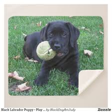 Black And Tan Labrador For Sale Play Ball Labrador Puppy Black Lab Sherpa Blanket Zazzle Com Black Labrador Black Dog Dog Face
