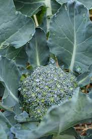 While boiling broccoli is one of the easiest ways to cook it, other options include steaming purchase fresh broccoli: How To Grow Broccoli Easy Beginners Guide Hidden Springs Homestead