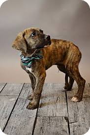 Black And Tan Plott Hound Lab Mix Rockwall Tx Plott Hound German Shepherd Dog Mix Meet Dapper A Puppy For Adoption Plott Hound Shepherd Dog Mix Plott Hound Puppy