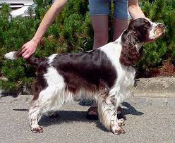 Image result for anglický špringršpaněl