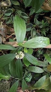 Image result for Corymborkis