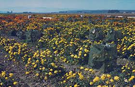 Maybe you would like to learn more about one of these? Central Coast Ca Was Once Flower Seed Capitol Of The World San Luis Obispo Tribune