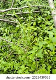 Image result for Glinus hirtus